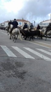 Camargue novembre 2018 85