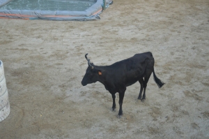 Vaches Folies juillet 2019 7
