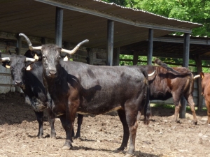 Visite Deyris mai 2019 10