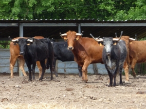 Visite Deyris mai 2019 11