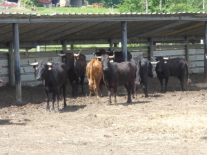 Visite Deyris mai 2019 9
