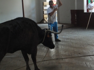 Salbatore 2016 4